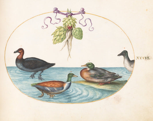 Animalia Volatilia et Amphibia (Aier): Plate XXXVI by Joris Hoefnagel (Flemish, 1542 - 1600), 16X12"(A3)Poster Print