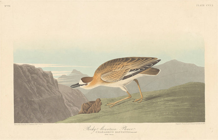 Rocky Mountain Plover by Robert Havell after John James Audubon (American, 1793 - 1878), 16X12