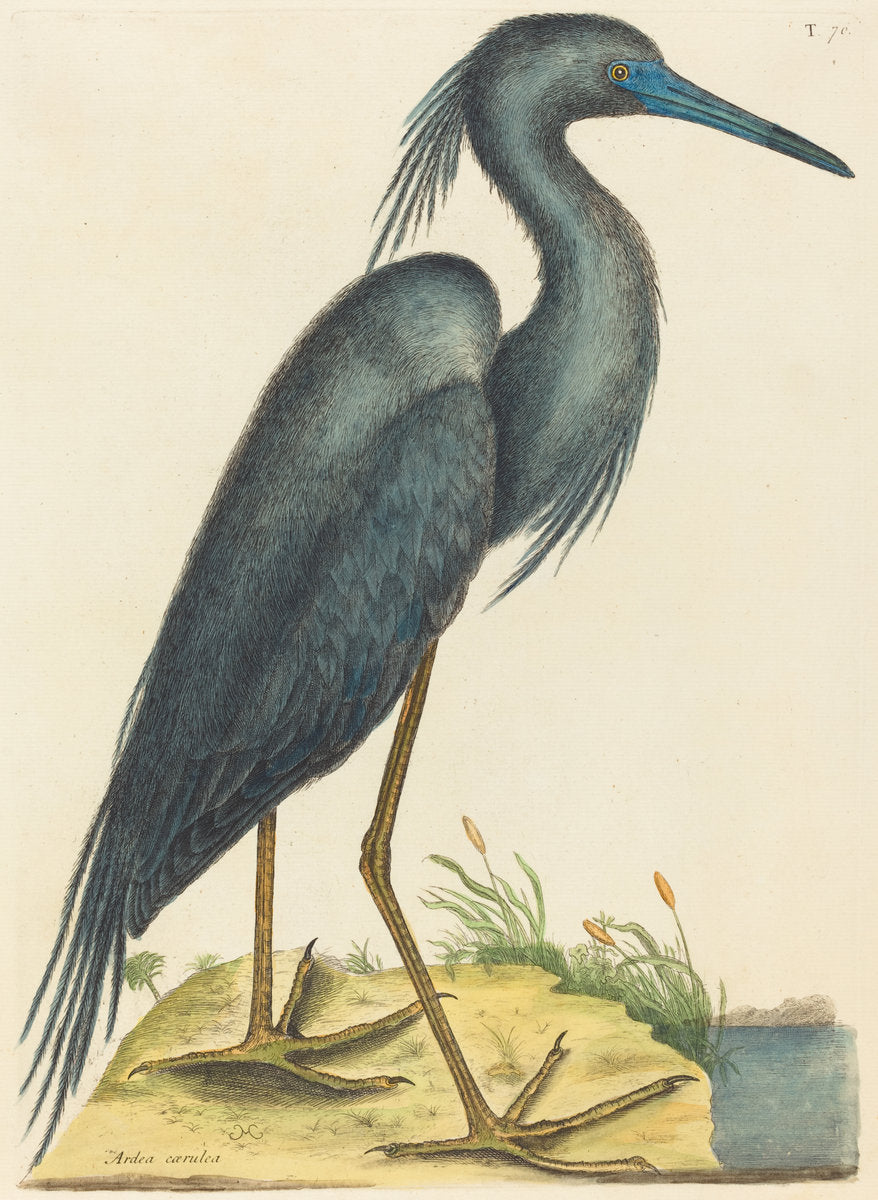 The Blue Heron (Ardea coerulea) by Mark Catesby (English, 1679 - 1749), 16X12"(A3)Poster Print