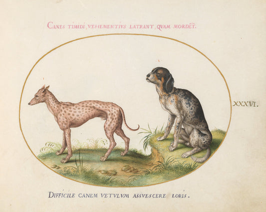 Animalia Qvadrvpedia et Reptilia (Terra): Plate XXXVI by Joris Hoefnagel (Flemish, 1542 - 1600), 16X12"(A3)Poster Print