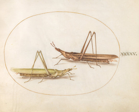 Animalia Rationalia et Insecta (Ignis):  Plate XLV by Joris Hoefnagel (Flemish, 1542 - 1600), 16X12"(A3)Poster Print
