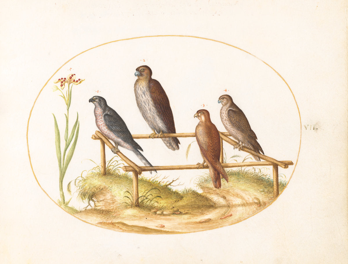 Animalia Volatilia et Amphibia (Aier): Plate VII by Joris Hoefnagel (Flemish, 1542 - 1600), 16X12"(A3)Poster Print