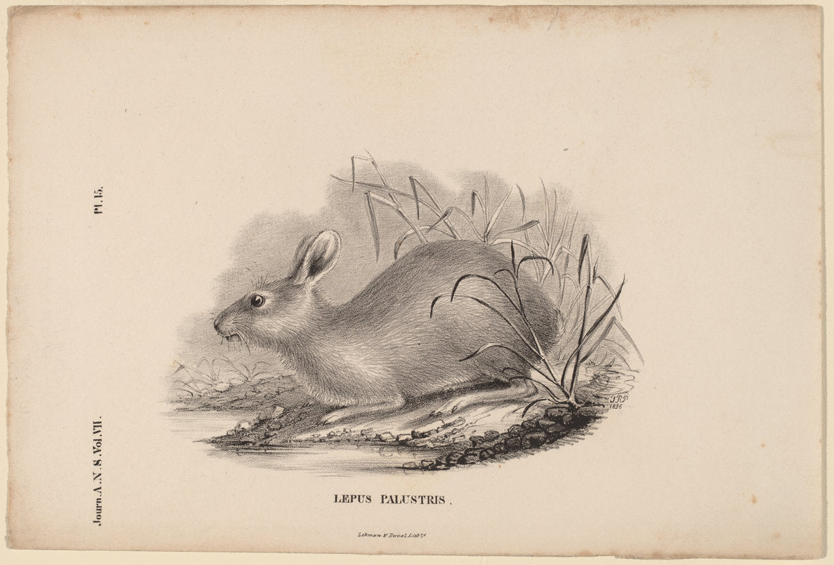 Lepus Palustris by Titian Ramsay Peale (American, 1799 - 1885), 16X12"(A3)Poster Print