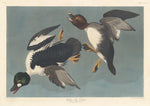 Golden-eye Duck by Robert Havell after John James Audubon (American, born England, 1793 - 1878), 16X12"(A3)Poster Print