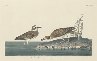 Wilson's Plover by Robert Havell after John James Audubon (American, 1793 - 1878), 16X12"(A3)Poster Print