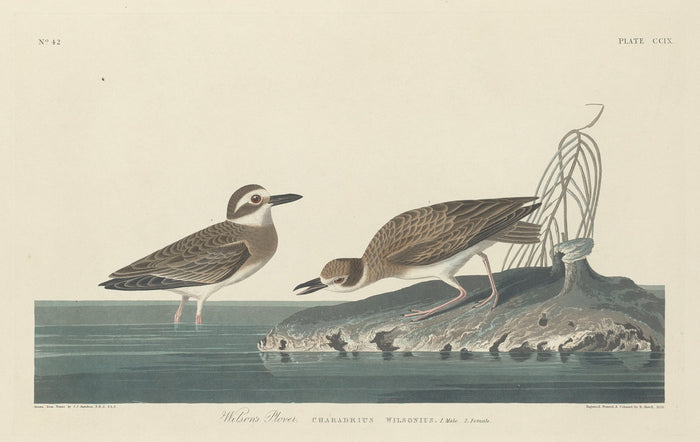 Wilson's Plover by Robert Havell after John James Audubon (American, 1793 - 1878), 16X12