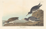 Purple Sandpiper by Robert Havell after John James Audubon (American, 1793 - 1878), 16X12"(A3)Poster Print