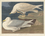 White-winged Silvery Gull by Robert Havell after John James Audubon (American, 1793 - 1878), 16X12"(A3)Poster Print