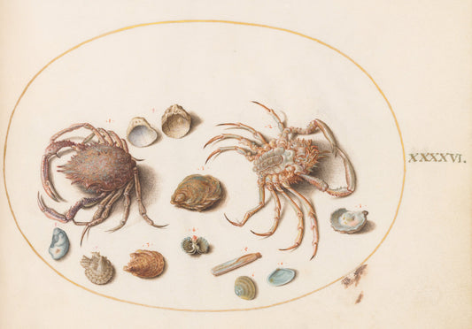 Animalia Aqvatilia et Cochiliata (Aqva): Plate XLVI by Joris Hoefnagel (Flemish, 1542 - 1600), 16X12"(A3)Poster Print