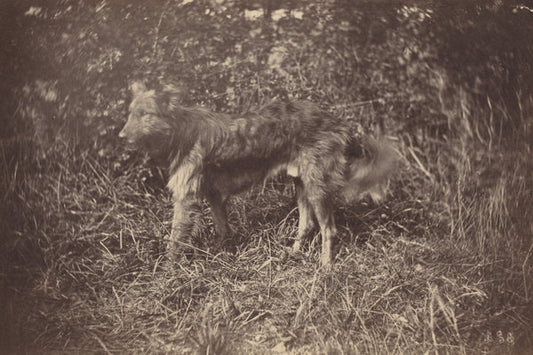 Study of a Dog by Auguste Giraudon's Artist (French, active 1870s), 16X12"(A3)Poster Print