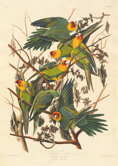 Carolina Parrot by Robert Havell after John James Audubon (American, born England, 1793 - 1878), 16X12"(A3)Poster Print