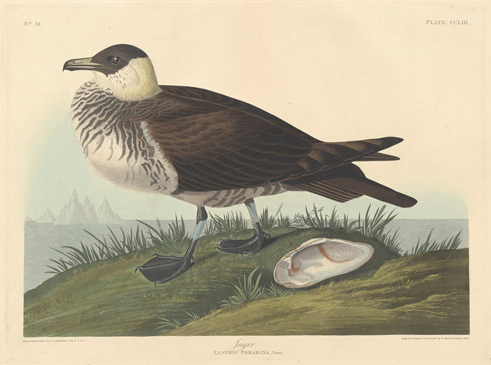 Jager by Robert Havell after John James Audubon (American, 1793 - 1878), 16X12