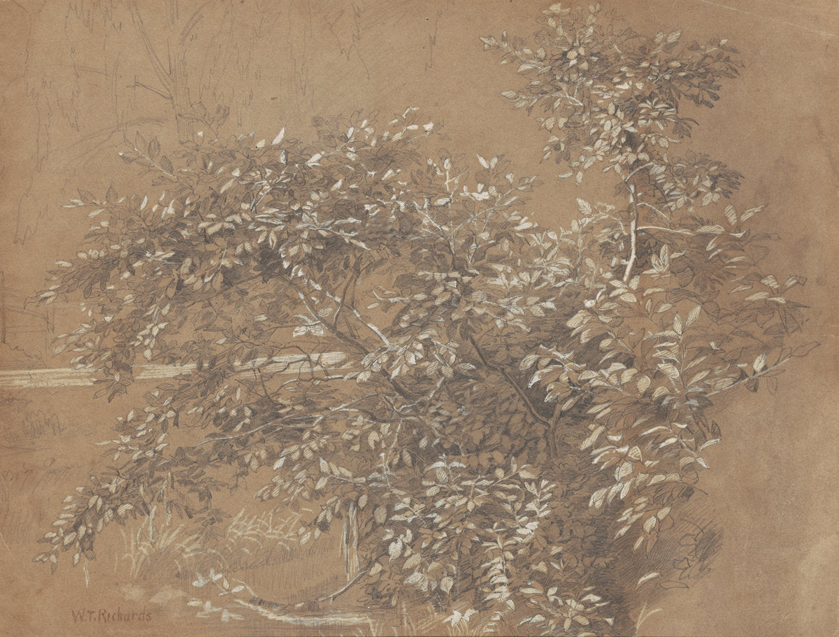 Foliage by William Trost Richards (American, 1833 - 1905), 16X12"(A3)Poster Print