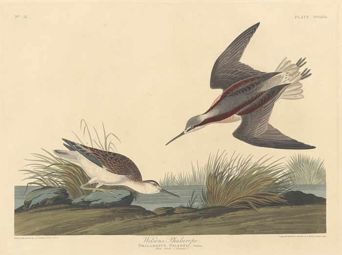 Wilson's Phalarope by Robert Havell after John James Audubon (American, 1793 - 1878), 16X12