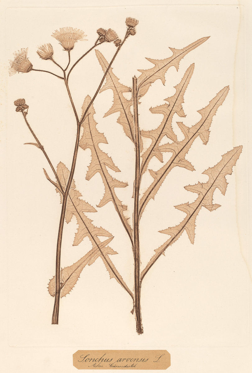 Sonchus arvensis by Constetin von Ettinghausen and Alois Pokorny (Austrian, active 1856), 16X12"(A3)Poster Print