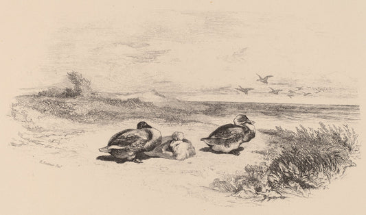 Canards Sauvages by Karl Bodmer (Swiss, 1809 - 1893), 16X12"(A3)Poster Print