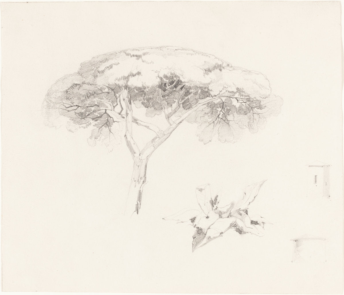 Umbrella Pine and Other Studies by Edward Lear (British, 1812 - 1888), 16X12"(A3)Poster Print