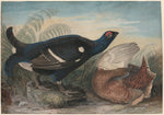 English Black Cocks by John James Audubon (American, 1785 - 1851), 16X12"(A3)Poster Print