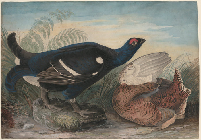 English Black Cocks by John James Audubon (American, 1785 - 1851), 16X12