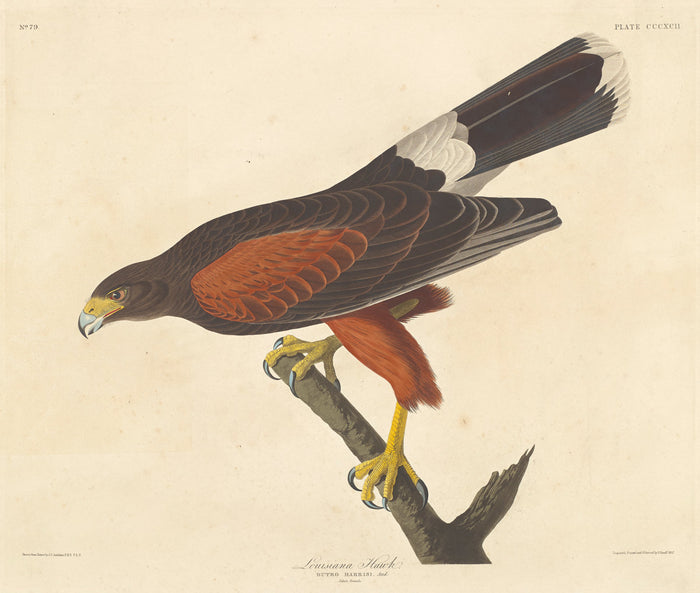 Louisiana Hawk by Robert Havell after John James Audubon (American, 1793 - 1878), 16X12