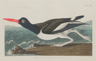 Pied Oyster-Catcher by Robert Havell after John James Audubon (American, 1793 - 1878), 16X12"(A3)Poster Print