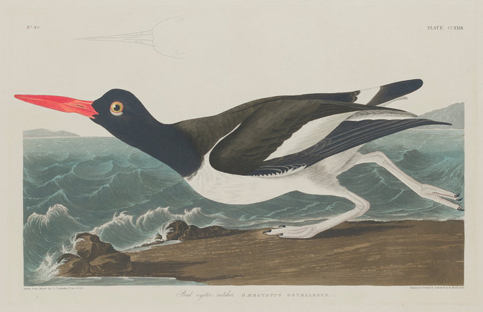 Pied Oyster-Catcher by Robert Havell after John James Audubon (American, 1793 - 1878), 16X12