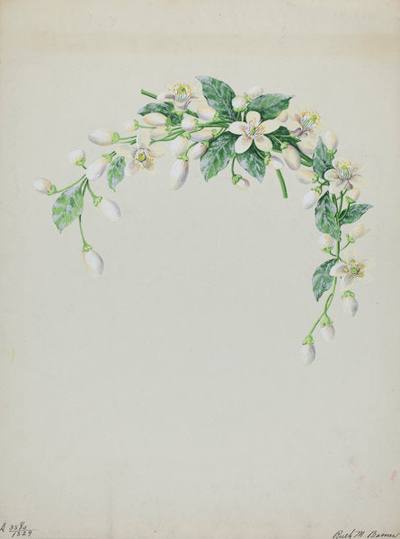 Costume Accessory (Orange Blossoms) by Ruth M. Barnes (American, active c. 1935), 16X12"(A3)Poster Print