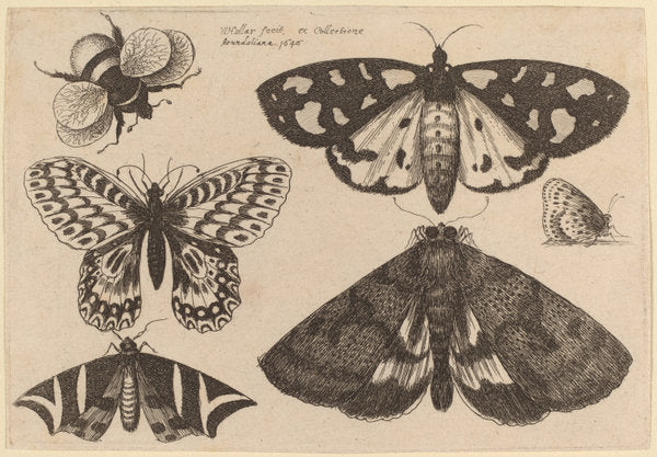 Three Moths, Two Butterflies, and a Bumble Bee by Wenceslaus Hollar (Bohemian, 1607 - 1677), 16X12"(A3)Poster Print