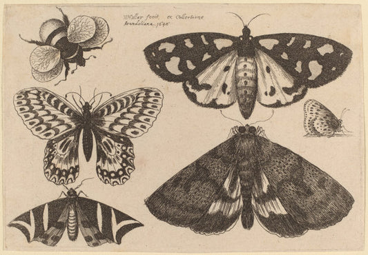 Three Moths, Two Butterflies, and a Bumble Bee by Wenceslaus Hollar (Bohemian, 1607 - 1677), 16X12"(A3)Poster Print