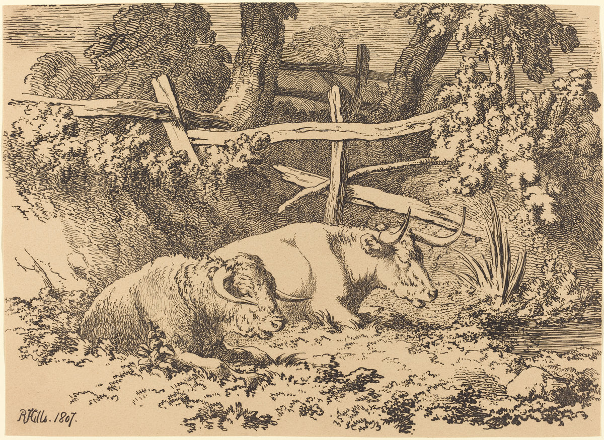 Cattle Resting by Robert Hills (British, 1769 - 1844), 16X12"(A3)Poster Print