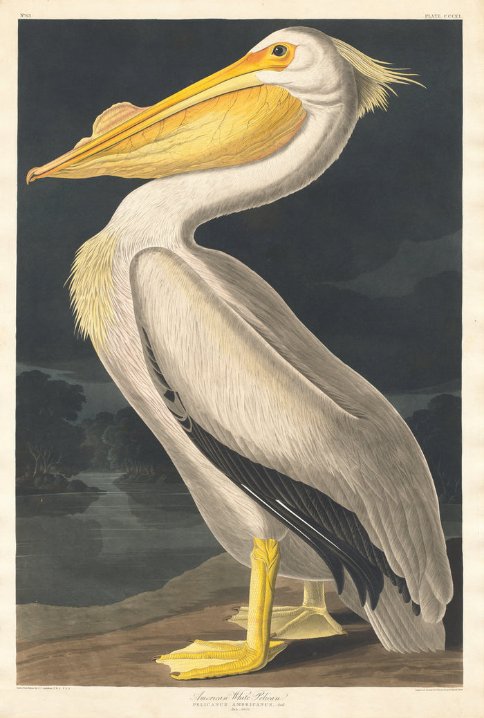 American White Pelican by Robert Havell after John James Audubon (American, born England, 1793 - 1878), 16X12