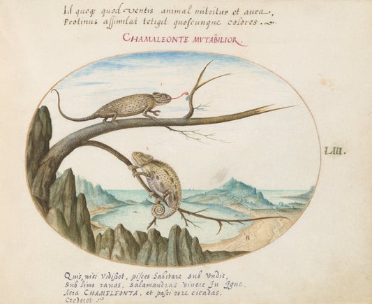 Animalia Qvadrvpedia et Reptilia (Terra): Plate LIII by Joris Hoefnagel (Flemish, 1542 - 1600), 16X12"(A3)Poster Print