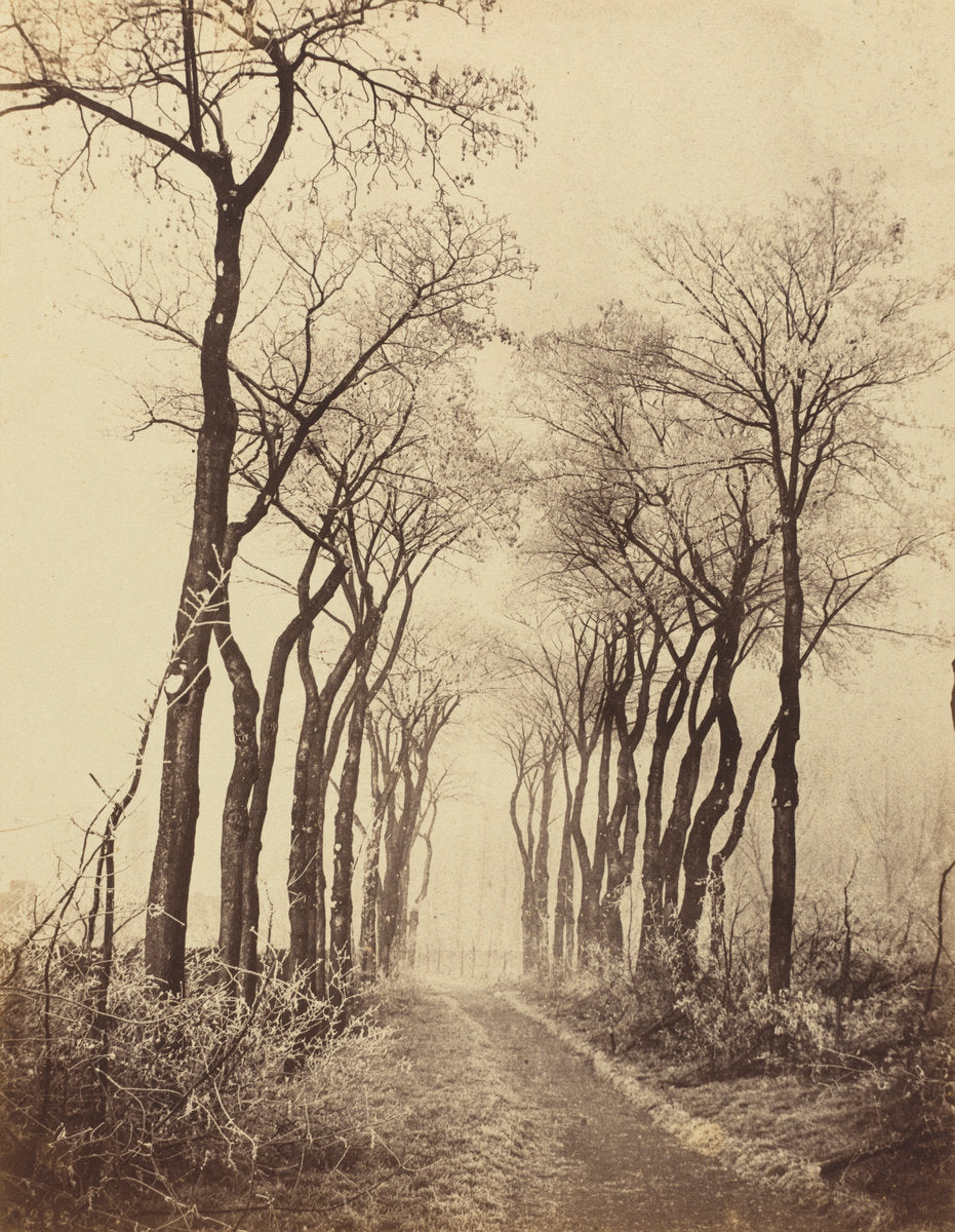 Road and Trees with Hoarfrost by Eugène Cuvelier (French, 1837 - 1900), 16X12"(A3)Poster Print
