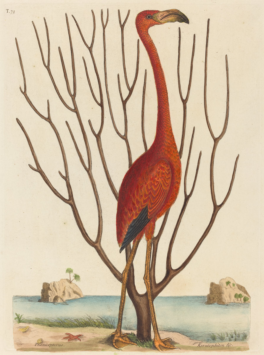 The Flamingo (Phoenicopterus ruber) by Mark Catesby (English, 1679 - 1749), 16X12"(A3)Poster Print