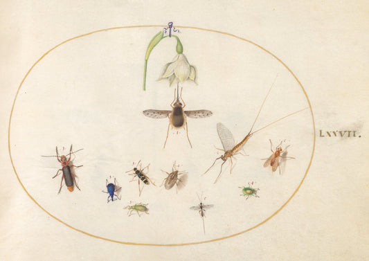 Animalia Rationalia et Insecta (Ignis):  Plate LXXVII by Joris Hoefnagel (Flemish, 1542 - 1600), 16X12"(A3)Poster Print