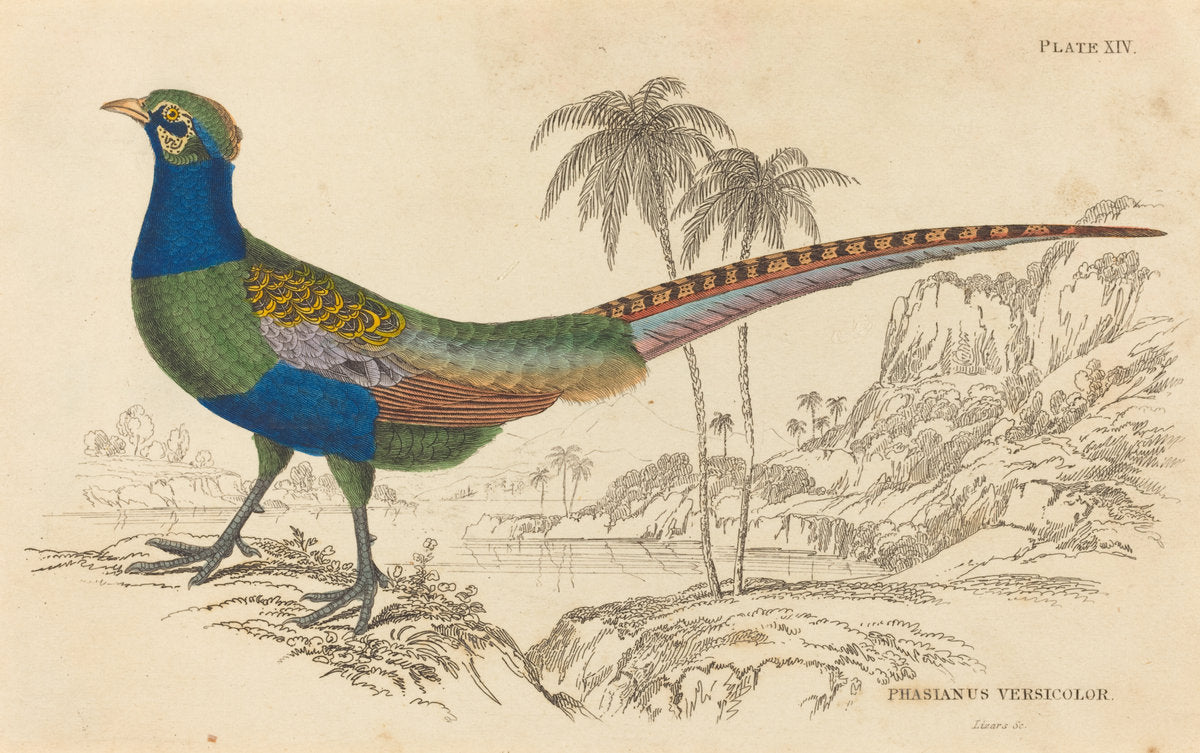 Phasianus Versicolor by William Home Lizars (Scottish, 1788 - 1859), 16X12"(A3)Poster Print