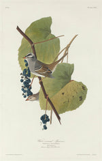 White-crowned Sparrow by Robert Havell after John James Audubon (American, 1793 - 1878), 16X12"(A3)Poster Print