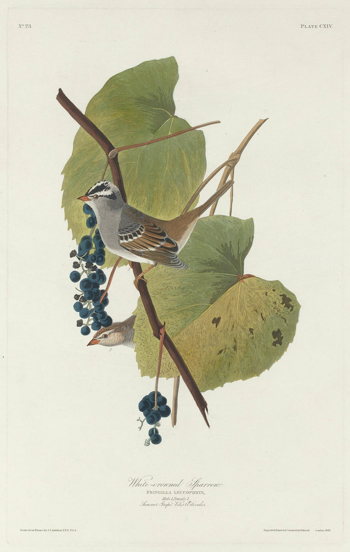 White-crowned Sparrow by Robert Havell after John James Audubon (American, 1793 - 1878), 16X12