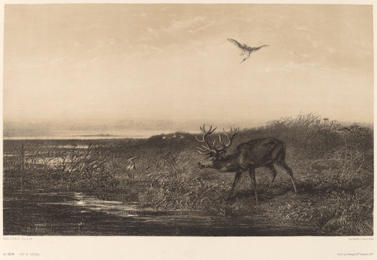 Le Soir.  Cerf et Herons by Karl Bodmer (Swiss, 1809 - 1893), 16X12"(A3)Poster Print