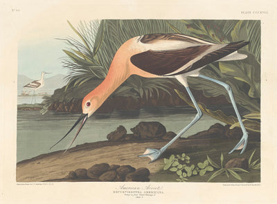 American Avocet by Robert Havell after John James Audubon (American, 1793 - 1878), 16X12"(A3)Poster Print