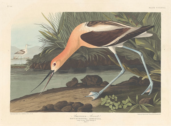 American Avocet by Robert Havell after John James Audubon (American, 1793 - 1878), 16X12