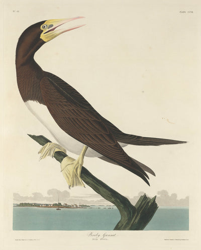 Booby Gannet by Robert Havell after John James Audubon (American, 1793 - 1878), 16X12"(A3)Poster Print