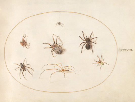 Animalia Rationalia et Insecta (Ignis):  Plate XXXVIII by Joris Hoefnagel (Flemish, 1542 - 1600), 16X12"(A3)Poster Print