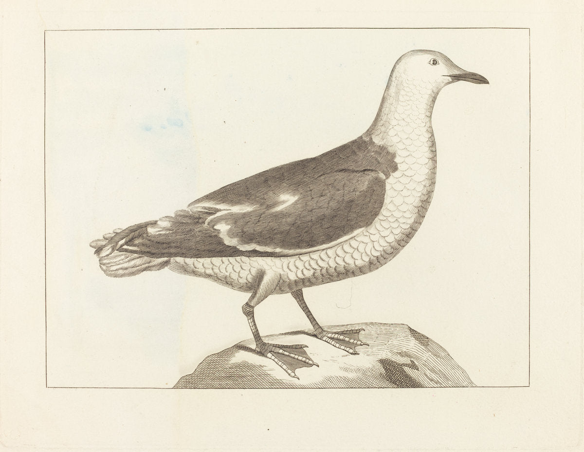 early 19th century by British 19th Century (Water Fowl), 16X12"(A3)Poster Print