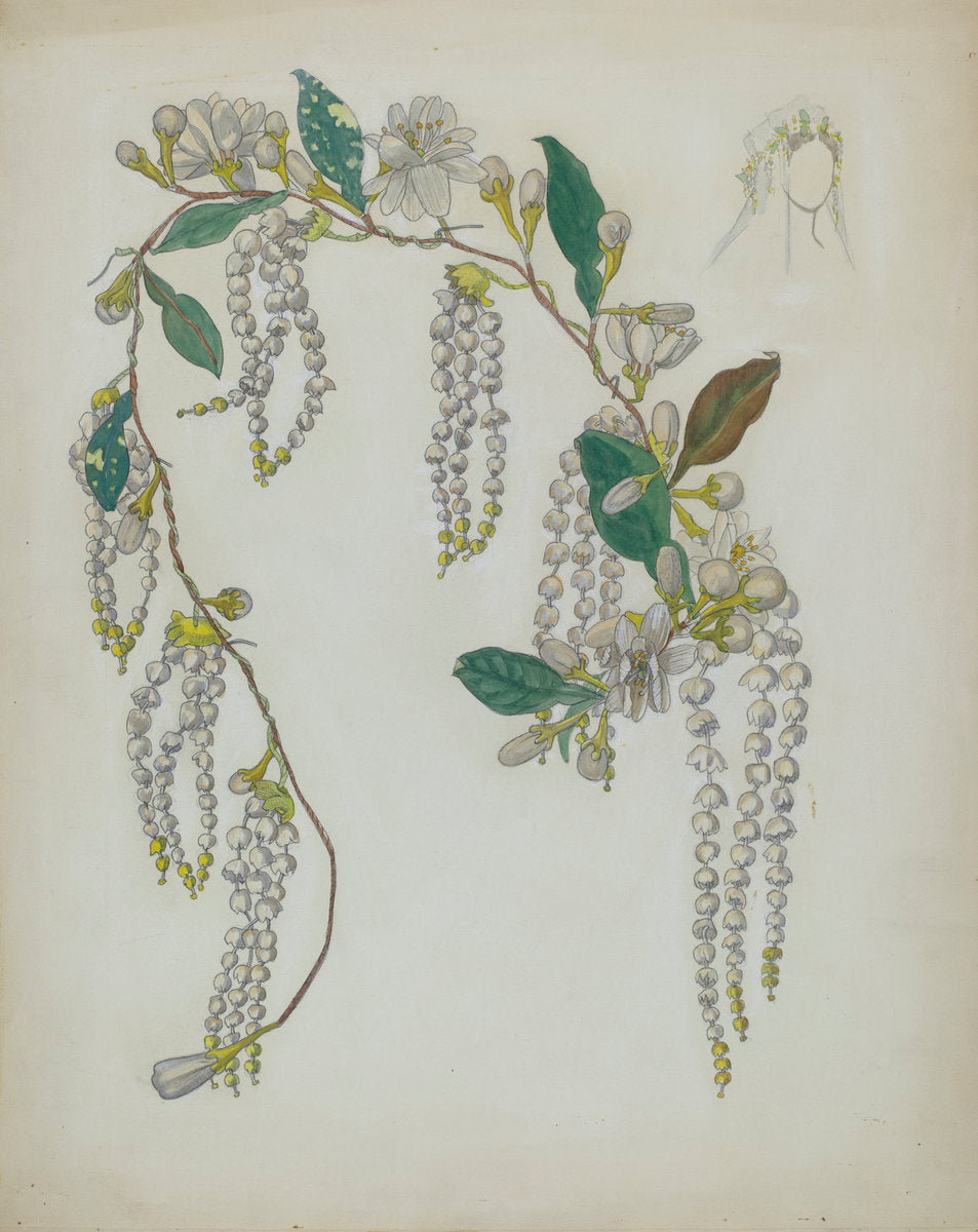 Bridal Wreath by Verna Tallman (American, active c. 1935), 16X12"(A3)Poster Print