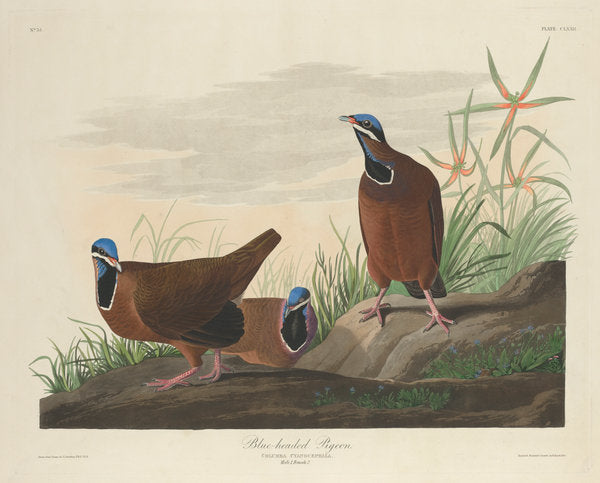 Blue-headed Pigeon by Robert Havell after John James Audubon (American, 1793 - 1878), 16X12