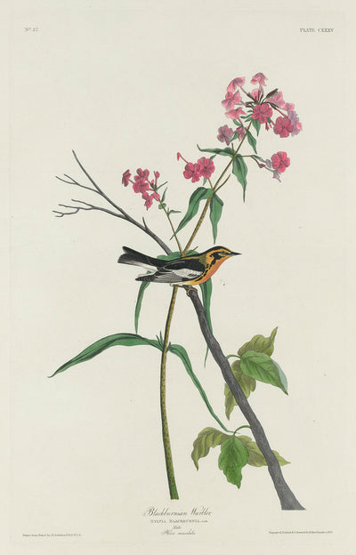 Blackburnian Warbler by Robert Havell after John James Audubon (American, 1793 - 1878), 16X12"(A3)Poster Print