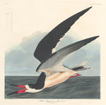 Black Skimmer by Robert Havell after John James Audubon (American, born England, 1793 - 1878), 16X12"(A3)Poster Print