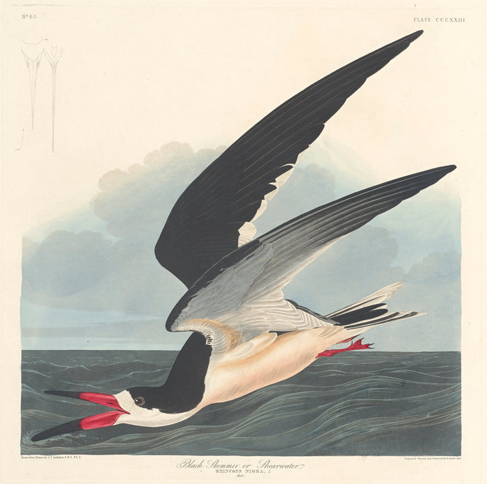 Black Skimmer by Robert Havell after John James Audubon (American, born England, 1793 - 1878), 16X12