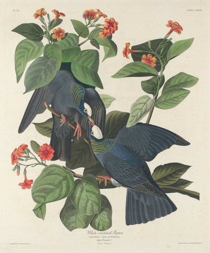 White-crowned Pigeon by Robert Havell after John James Audubon (American, 1793 - 1878), 16X12